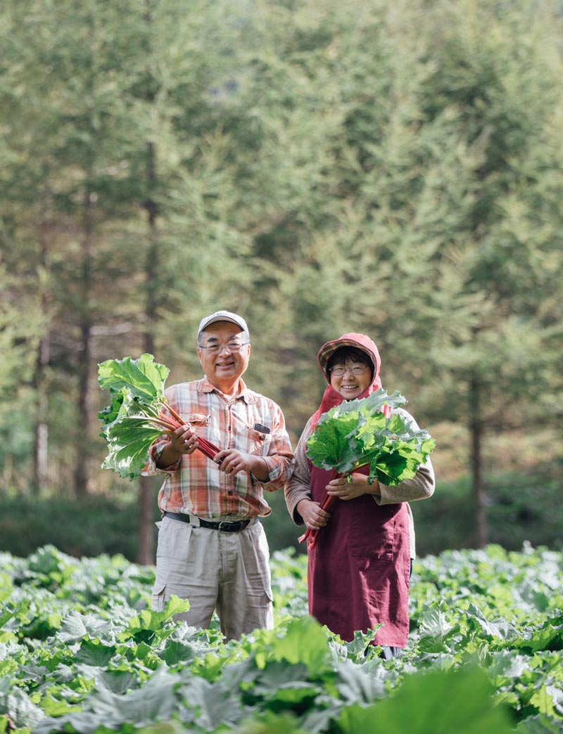 新鮮な朝どりのルバーブを全国へ直送