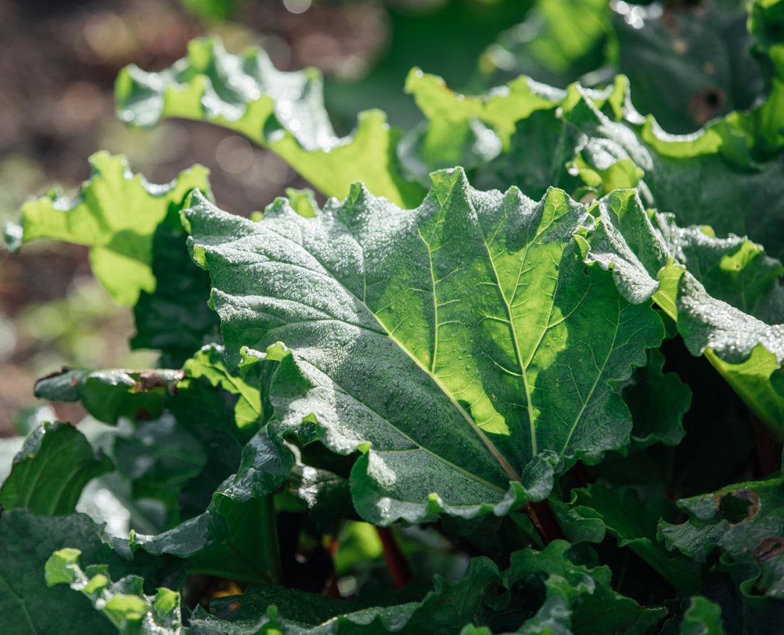 茎の先には、楕円形の大きな葉が広がります。